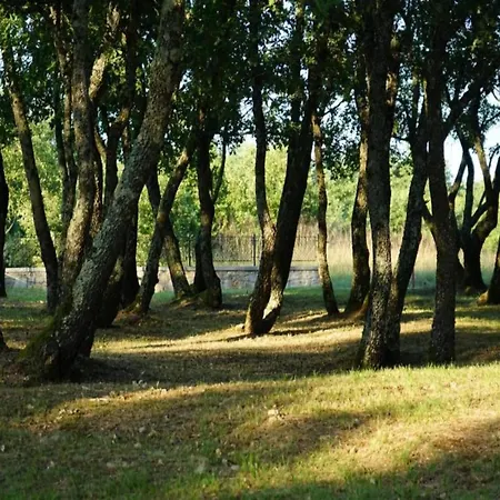 Luxury With Swimming Pool And Sauna Villa Trogir